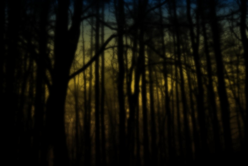 new-forest-full